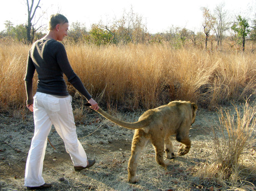 Lion Encounter - Zambia